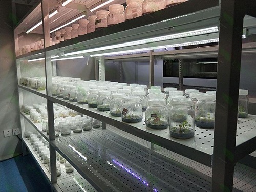 梅县植物组织培养实验室设计建设方案